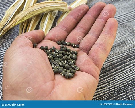 Okra Seeds, Okra Produce Seed, Okra Seed for Sowing, Stock Image - Image of imperfect, berry ...