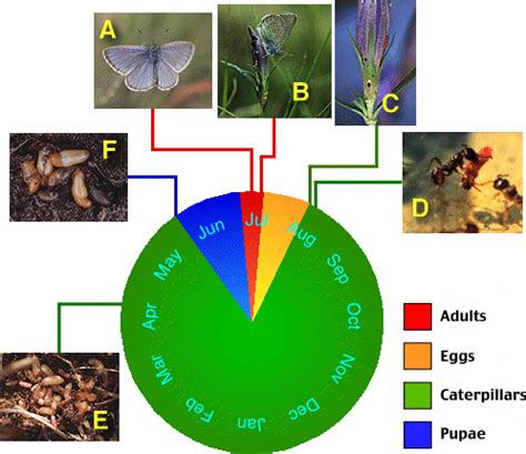 Butterflies behaving like cuckoos - BugBitten