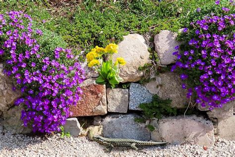 Enhancing Dry Stone Walls with Beautiful and Eco-Friendly Plants – Garden Guide