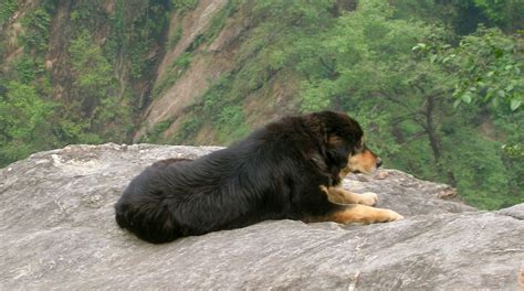 Top 20 Indian Dog Breeds Price list | yourdogbreedsinfo