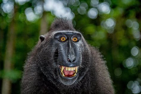 Celebes Crested Macaque with Open Mouth. Close Up Portrait on the Green Natural Background Stock ...