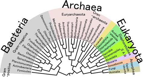 Domain Eukarya Kingdoms | Three Domains of Life | BioExplorer