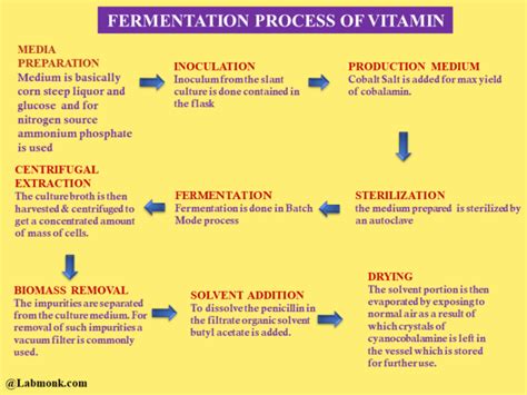 Fermentation Process of Vitamins - Labmonk