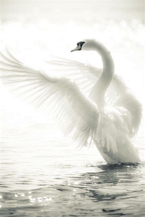 Swan with wings spread | Animals beautiful, Pet birds, Beautiful birds