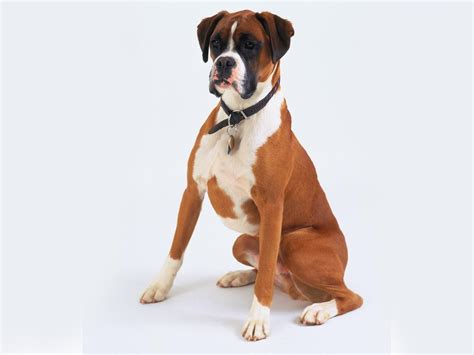 Boxer Dog Wallpapers - Wallpaper Cave