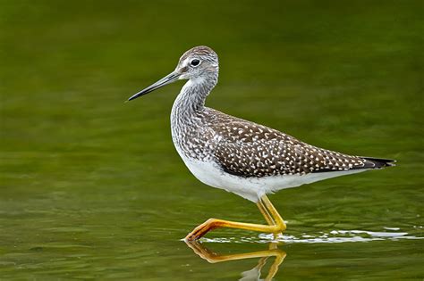 Shorebirds Watch Their Feet | BirdNote