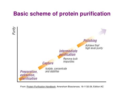 Protein Extraction Methods - BioChain Institute Inc.