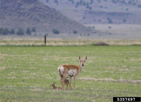 pronghorn antelope, Antilocapra americana (Artiodactyla: Antilocapridae ...