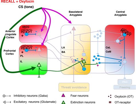 Modulation by oxytocin signaling of the balance between fear recall and... | Download Scientific ...