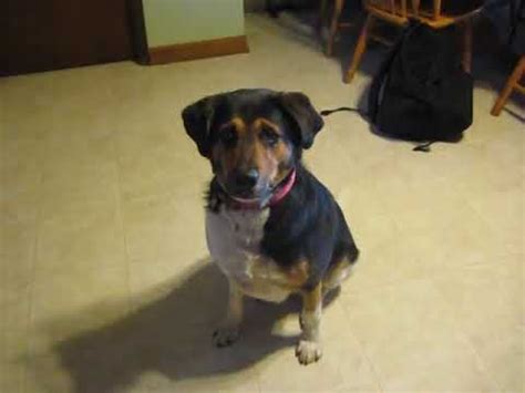 Rottweiler/hound mix available for adoption! - YouTube