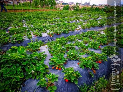 Baguio: Strawberry Fields (La Trinidad) Forever. - Traveling by default.