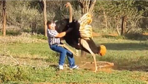 Man tries to fight ostrich, which was a bad idea (VIDEO) - The Sports Daily