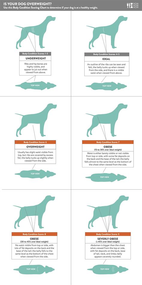 Dog Weight Chart: How To Determine Your Dog's Healthy Weight And Body Condition Daily Paws ...