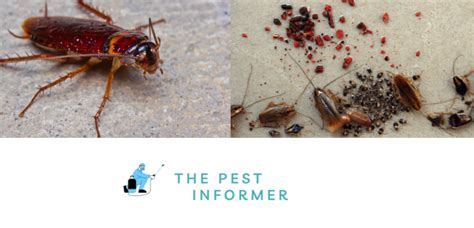 Cockroach Eggs: What They Look Like and How To Get Rid Of Them - The Pest Informer