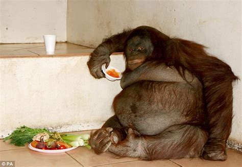 Fat orang-utan put on diet after reaching double natural body weight | Daily Mail Online