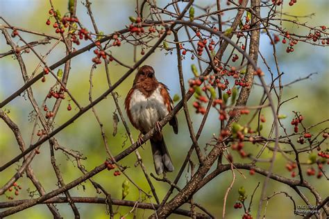 Rufous-sided Towhee #4 - 2021-05-08 | Female Rufous-Sided To… | Flickr