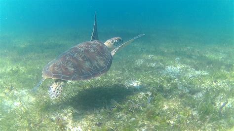 Snorkeling Turtles, Nosy Be - Madagascar - Adventure Blue Vision Dive Center : centre de plongée ...