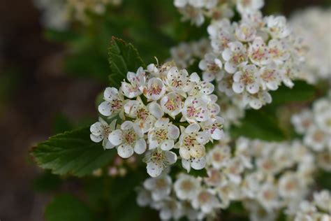 Dwarf Ninebark - Grasshopper Gardens