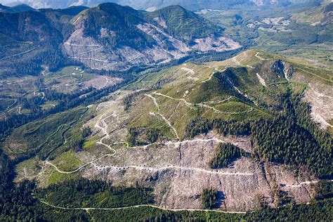 B.C.’s old-growth forest announcement won’t actually slow down logging: critics - Ancient Forest ...