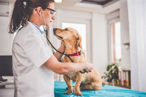 Veterinarian Examining Dog | Small Business Sense