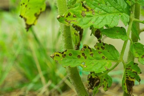 Black Spots On Tomato Leaves - Dealing With Septoria Leaf Spot - Tomato Bible