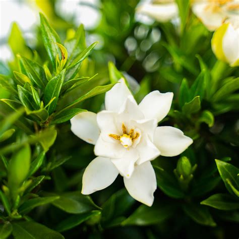 Frost Proof Gardenia For Sale Online | The Tree Center