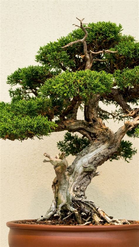 Bonsai Wallpaper Iphone - 1080x1920 Wallpaper - teahub.io