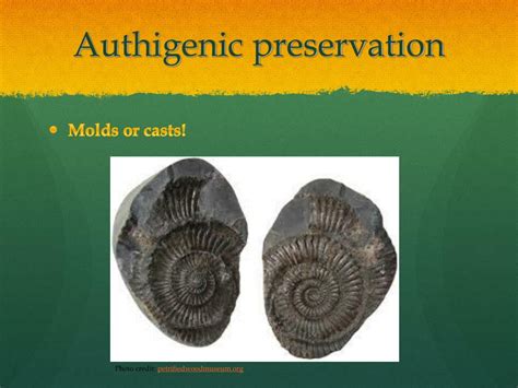 PPT - Fossils! PowerPoint Presentation, free download - ID:2161503