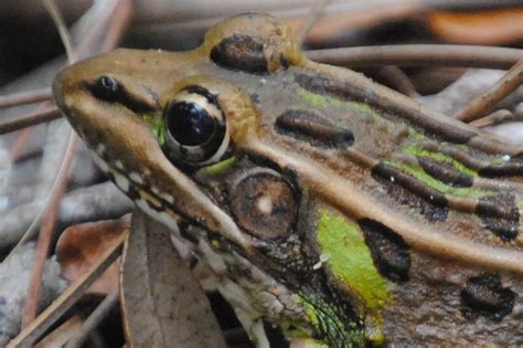 Field Notes and Photos: Florida Leopard Frog