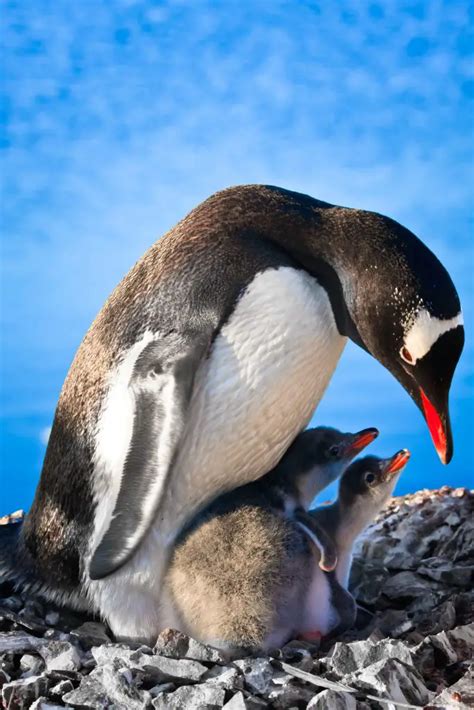 Do Penguins Have Feathers? ???? - WildLifeFAQ