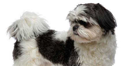 Black and White Shih Tzu - Is This Color Better Than The Rest?