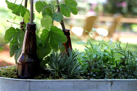 Plant a Beer Garden | HGTV