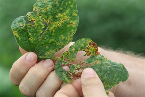 Bacterial Leaf Blight - Soybean Disease - Soybean Research ...