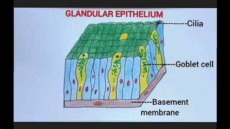 Glandular Epithelium Diagram