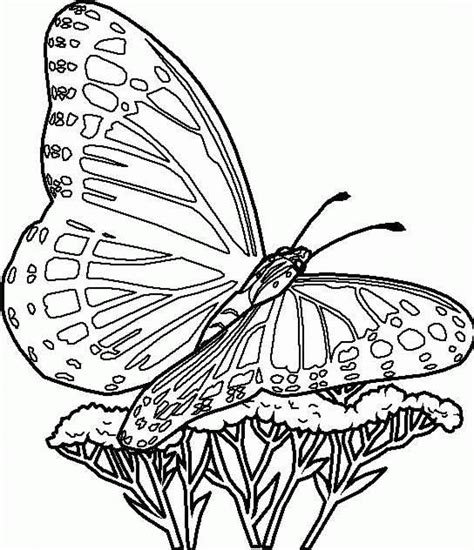 Butterfly Coloring Pages - Kidsuki