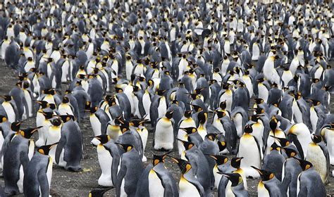 King penguin colony - Stock Image - C001/3246 - Science Photo Library