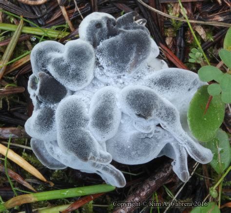 Hypomyces cervinigenus from Redway, CA on December 20, 2016 by Kim Cabrera · iNaturalist