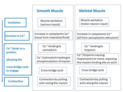 Muscle: Smooth - Physiopedia