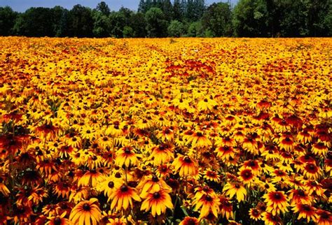 Maryland's State Flower Info | Flower: Black Eyed Susan | Black eyed ...