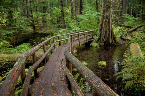 Log Bridge on the McKenzie River Trail, Oregon ~ Love the clarity...I ...