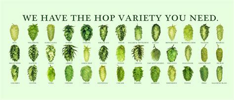 Hops Archives - Grapes to Glass