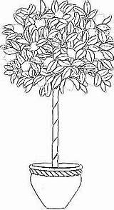Lemon Tree Coloring Page sketch template
