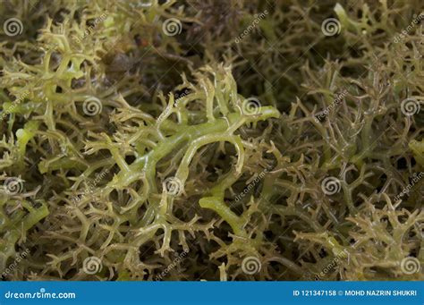 Eucheuma Spinosum Seaweed is a Kind of Red Algae Stock Photo - Image of ...