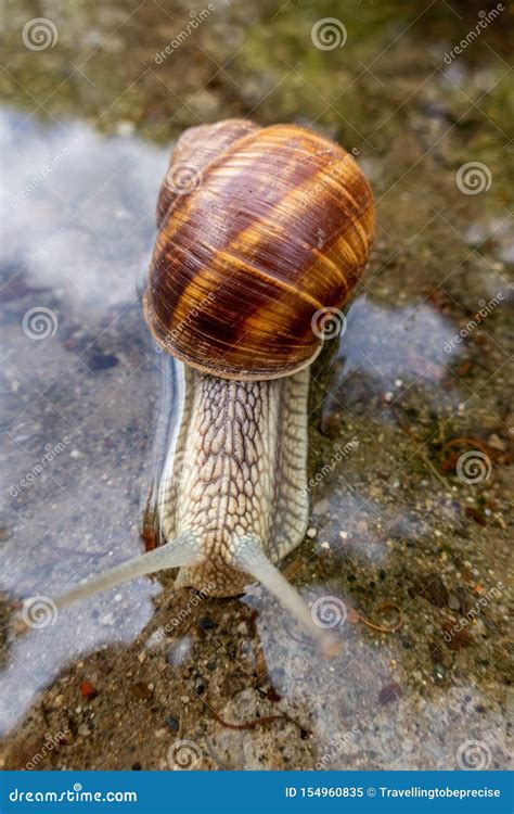 Helix Pomatia, Roman Snail, Burgundy Snail, Edible Snail or Escargot ...