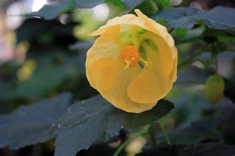 Flowering Maple image - Free stock photo - Public Domain photo - CC0 Images