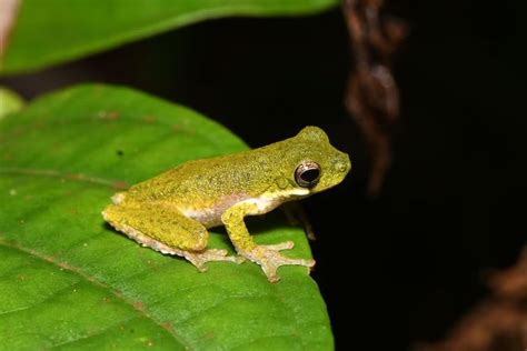 Dunia Hewan: Lima Spesies Baru Katak Pohon Ditemukan di Papua Nugini ...