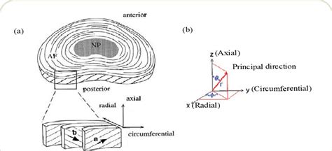 (a) Arrangement of fibers in the annulus fibrosus with respect to the... | Download Scientific ...