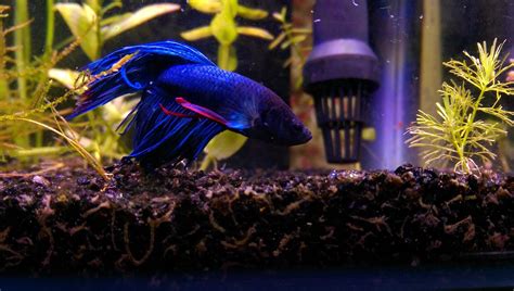 The Ultimate Guide to Betta Fish Tank Filter Usage | Regretless