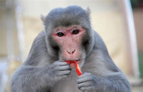 Rhesus monkeys on calorie-restricted diets age just as quickly as their ...