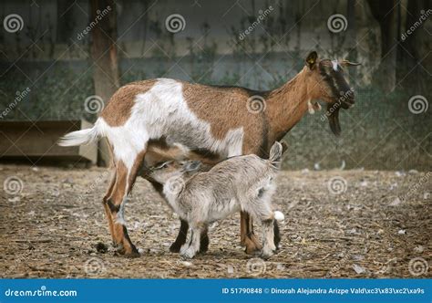 Feeding baby goat stock photo. Image of rural, feeding - 51790848